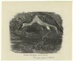 Nankeen night heron - Nyctícorax caledonicus
