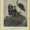 Gray herons and their nest