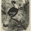 The concave hornbill 