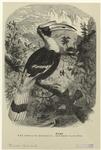 The concave hornbill 