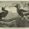 The hornbills, in the gardens of the Zoological Society, Regents Park