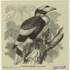 Two-horned hornbill--Buceros bicornis