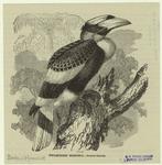 Two-horned hornbill--Buceros bicornis