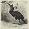 Hornrabe, Bucorax abyssincus Bodd