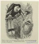 Homrai or great Indian hornbill (Dichoceros bicornis)
