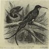 Guianan king humming bird