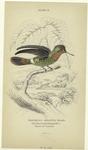 Trochilus ornatus, female (the tufted necked humming-bird)