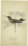 Trochilus colubris (Northern humming-bird)