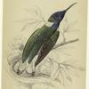 Trochilus mellivorus (white-collared humming-bird)
