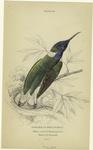 Trochilus mellivorus (white-collared humming-bird)
