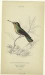 Trochilus magnificus, female (magnificent humming-bird)