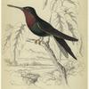 Trochilus furcatus (violet forked-tailed humming-bird)