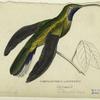 Campylopterus latipennis