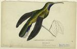 Campylopterus latipennis