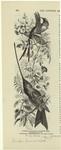 Slender shear-tail humming-bird, Thaumastúra enicúra ; Sword-bill humming-bird, Docimaster ensiferus