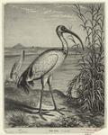 The ibis