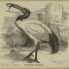 Sacred ibis - Ibis oethiopica