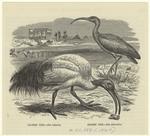 Scared ibis - Ibis religiosa ; Glossy ibis - Ibis falcinellus