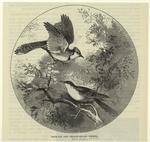 Blue jay and yellow-billed cuckoo