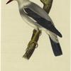 Heterornis sericea -- Gmelin