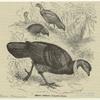 Brush turkey -- Talegallus lathami