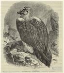 Le læmmer-geier, ou vautour barbu