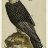 Bearded vulture -- lämmer geyer or lamb eagle