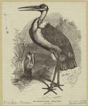 The marabout stork