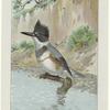 Kingfisher (Ceryle alcyon, Boie)