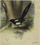 American magpie