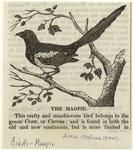 The magpie