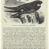 Nachtfalke, Chordeiles virginianus, Gmel