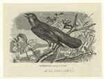 Nightingale, Luscinia philoméla
