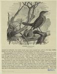 Oven-bird, Furnarius rufus