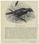Poë honey-eater, or parson-bird
