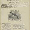 American pipit, titlark, Anthus pensivanicus