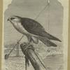 Black-winged falcon - Elanus melanopterus