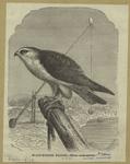 Black-winged falcon - Elanus melanopterus