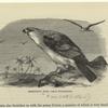 Mississippi kite - Ictinia mississippensis