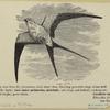 Swallow-tailed [kite] - Elanoides forficatus