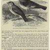 The African finch-lark and desert lark