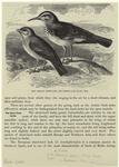 The African finch-lark and desert lark