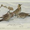 Horned lark ; Prairie horned lark