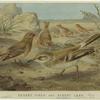 Desert finch and desert lark