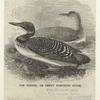 The imbrim, or great northern diver