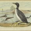 Great northern diver loon (Colymbus glacialis) ; Tell-tale, tattler, or godwit