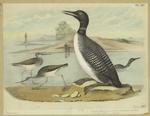 Great northern diver loon (Colymbus glacialis) ; Tell-tale, tattler, or godwit
