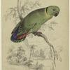 Agapornis swinderianus, Swindern's love bird