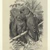 Swindern's love-bird, Psittácula swinderniána
