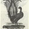 Lyre bird